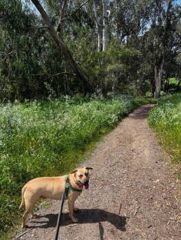 Pit Bull Terrier and German Shepherd Dog Dogs Available for Adoption in Burlingame, California - Dahlia | PetCurious