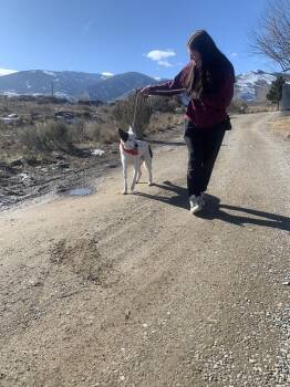 Husky Dogs Available for Adoption - Spot | PetCurious