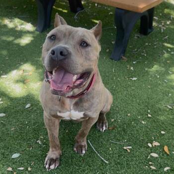 Mixed Breed and English Bulldog Dogs Available for Adoption in Port Charlotte, Florida - Zajan | PetCurious
