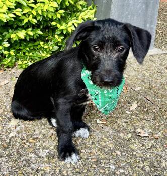 Precious PANDA - Sweet Wire-Haired Puppy -  Terrier Dog for Adoption - Precious PANDA - Sweet Wire-Haired Puppy | PetCurious