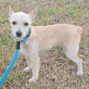 Nessa -  Wirehaired Terrier and Mixed Breed Dog for Adoption in West Islip, New York - Nessa | PetCurious