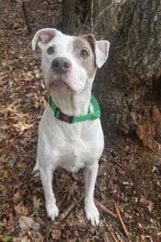 Pit Bull Terrier and Mixed Breed Dogs Available for Adoption - Duke | PetCurious