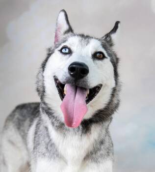 BLUE -  Siberian Husky Dog for Adoption in Pasadena, California - BLUE | PetCurious