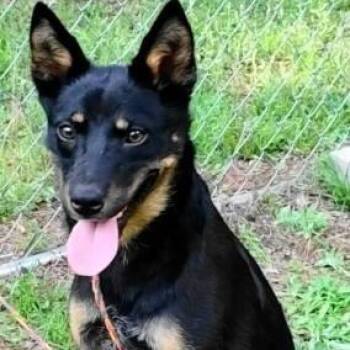 Australian Kelpie Dogs Available for Adoption in Chelmsford, Massachusetts - Love | PetCurious