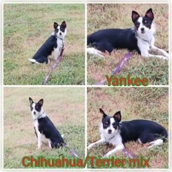 Rescue Chihuahua and Terrier Dogs for Adoption in Ashdown, Arkansas - Yankee | PetCurious