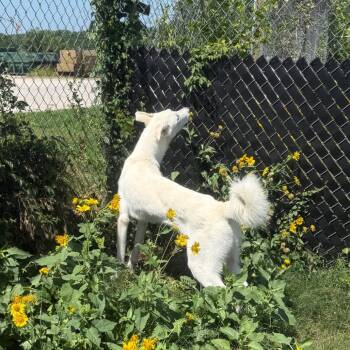 Atlas -  German Shepherd Dog and Husky Dog for Adoption in Norman, Oklahoma - Atlas | PetCurious