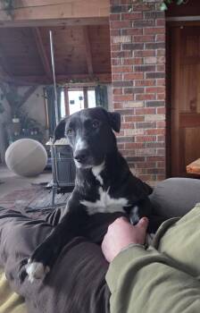 Missy -  Labrador Retriever and Border Collie Dog for Adoption in Randolph, Vermont - Missy | PetCurious