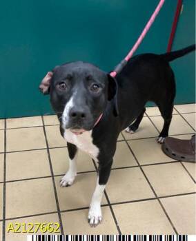 Rescue Mixed Breed Dogs for Adoption in West Palm Beach, Florida - LUNA | PetCurious