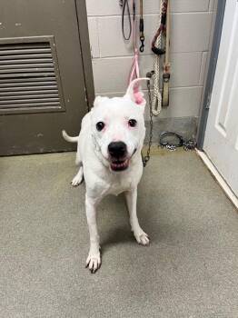 Frosty -  Pit Bull Terrier Dog for Adoption in Hopkinsville, Kentucky - Frosty | PetCurious