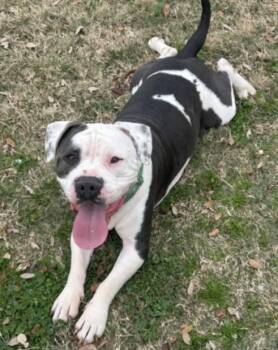 Pit Bull Terrier and Mixed Breed Dogs Available for Adoption - BABY BOY | PetCurious