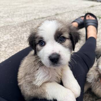 Ishikawa -  Mixed Breed and Boxer Dog for Adoption in Columbia, Maryland - Ishikawa | PetCurious