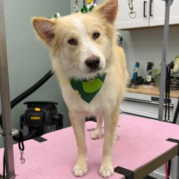 Australian Shepherd and Golden Retriever Dogs Available for Adoption - Lady Luck | PetCurious