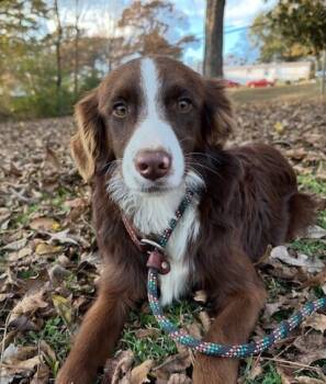 Rescue Australian Shepherd Dogs for Adoption in Washington, District Of Columbia - Pup Lonnie | PetCurious