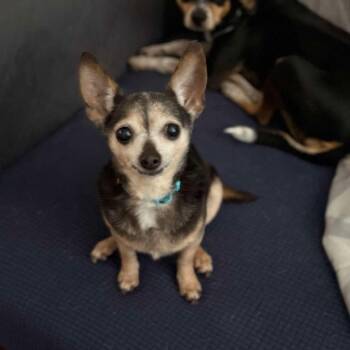 Callie -  Mixed Breed Dog for Adoption in Springboro, Ohio - Callie | PetCurious