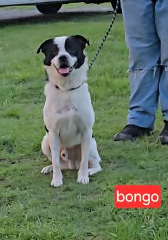 Collie and Labrador Retriever Dogs Available for Adoption in Fort Worth, Texas - Bongo | PetCurious