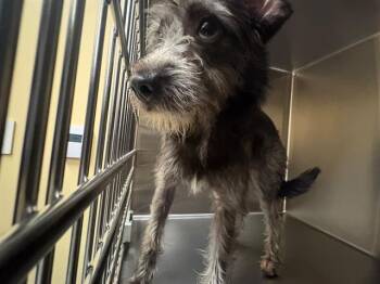 ZEPHYR -  Schnauzer Dog for Adoption in Tustin, California - ZEPHYR | PetCurious