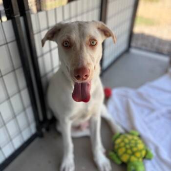 Stank -  Labrador Retriever Dog for Adoption in Taos, New Mexico - Stank | PetCurious