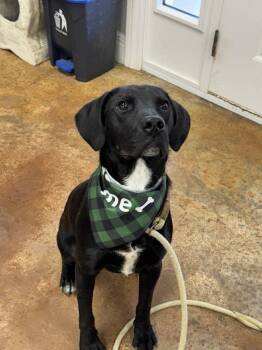 Rescue Labrador Retriever Dogs for Adoption in Bolivar, Missouri - Krew | PetCurious