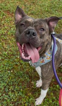 Hope -  Hound Dog for Adoption in Lambertville, New Jersey - Hope | PetCurious