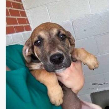 Bowie -  Great Dane Dog for Adoption in Raleigh, North Carolina - Bowie | PetCurious