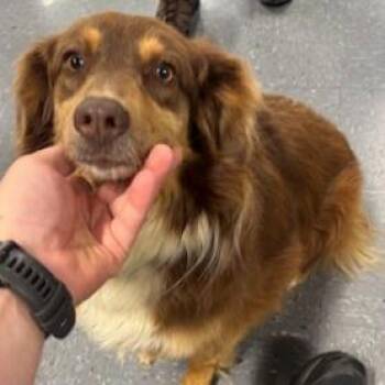 Keri -  Australian Shepherd and Spaniel Dog for Adoption in Fairfax, Virginia - Keri | PetCurious
