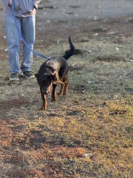 Rescue Mixed Breed Dogs for Adoption in Havre, Montana - Lacey Mae | PetCurious
