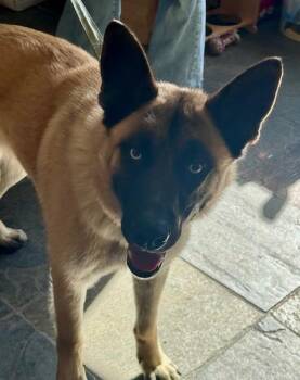 Belgian Shepherd Malinois and Mixed Breed Dogs Available for Adoption in South Lake Tahoe, California - RIGGS | PetCurious