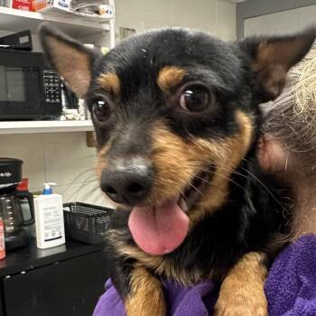 Chihuahua Dogs Available for Adoption - Oscar | PetCurious