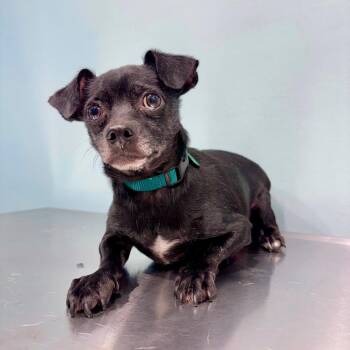 Royal -  Chihuahua Dog for Adoption in Portland, Oregon - Royal | PetCurious