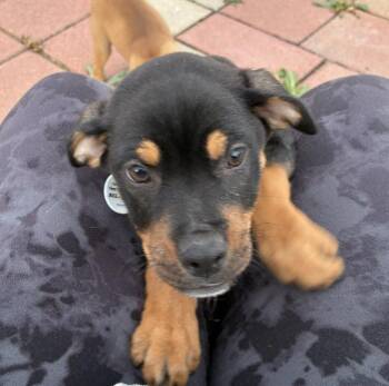 Mixed Breed Dogs Available for Adoption - Martini | PetCurious