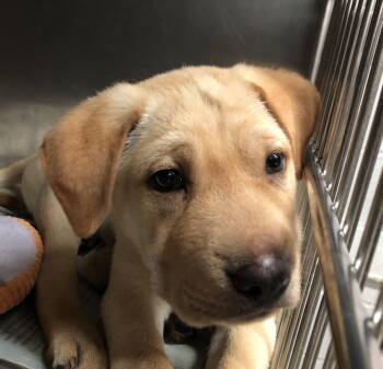 Gnocchi -  Shar Pei Dog for Adoption in Parma, Ohio - Gnocchi | PetCurious