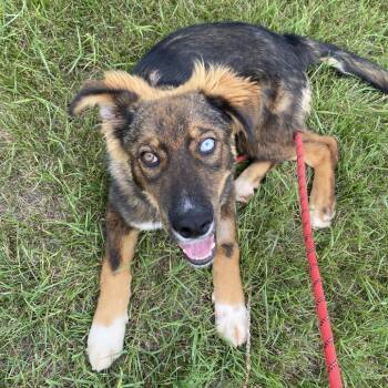 PJ -  Shepherd and Siberian Husky Dog for Adoption in North Battleford, Saskatchewan - PJ | PetCurious