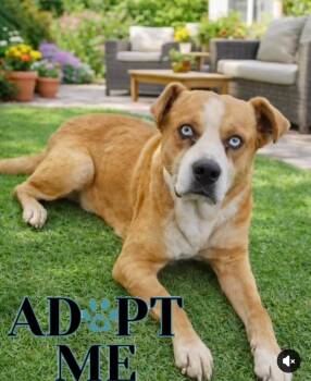 Boxer and Husky Dogs Available for Adoption - Guapo *foster Or Adopt | PetCurious