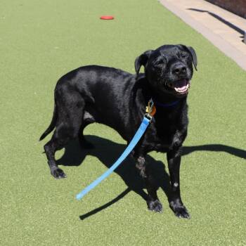 V28985 Toby -  Black Labrador Retriever Dog for Adoption in Port Washington, New York - V28985 Toby | PetCurious