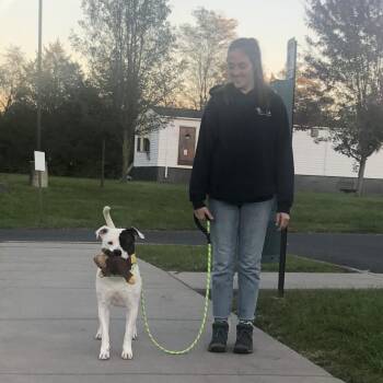 George -  Pit Bull Terrier Dog for Adoption in Harrisonburg, Virginia - George | PetCurious