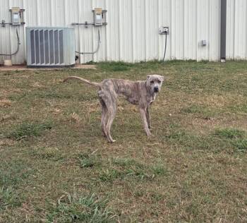 Rescue Terrier Dogs for Adoption in Bossier City, Louisiana - Holly | PetCurious