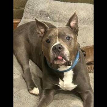 JD (tripod) -  American Staffordshire Terrier Dog for Adoption in Midlothian, Virginia - JD (tripod) | PetCurious