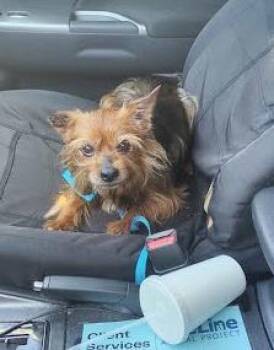 Ansel -  Mixed Breed Dog for Adoption in Chamblee, Georgia - Ansel | PetCurious