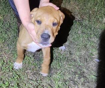 JOEY -  Mastiff Dog for Adoption in San Antonio, Texas - JOEY | PetCurious