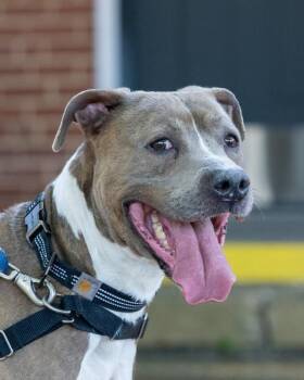 Smalls -  Pit Bull Terrier Dog for Adoption in Powhatan, Virginia - Smalls | PetCurious