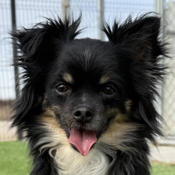 Chihuahua Dogs Available for Adoption - Gordo | PetCurious