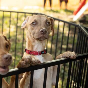 Soup -  Pit Bull Terrier and Mixed Breed Dog for Adoption in Louisville, Kentucky - Soup | PetCurious
