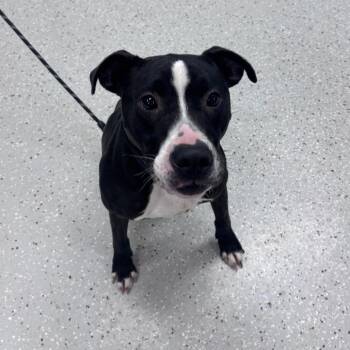 Hendrix -  Pit Bull Terrier Dog for Adoption in Indianapolis, Indiana - Hendrix | PetCurious