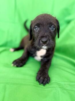 Terrier and Mixed Breed Dogs Available for Adoption - Harlow | PetCurious