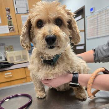 Terrier and Mixed Breed Dogs Available for Adoption - Goldie | PetCurious