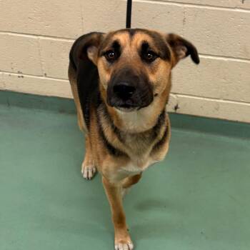 Mork -  Mixed Breed Dog for Adoption in Memphis, Tennessee - Mork | PetCurious