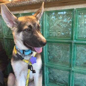 Bruno -  Shepherd and Mixed Breed Dog for Adoption in San Francisco, California - Bruno | PetCurious