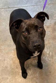 Sara -  Labrador Retriever and Mixed Breed Dog for Adoption in Bowling Green, Kentucky - Sara | PetCurious