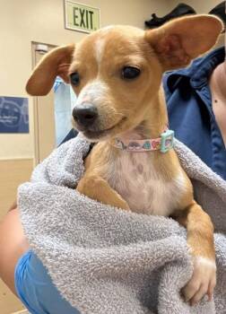 Mixed Breed Dogs Available for Adoption - Raptor | PetCurious