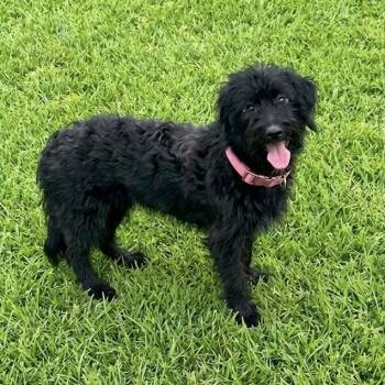 Elvira -  Scottish Terrier and Mixed Breed Dog for Adoption in Las Vegas, Nevada - Elvira | PetCurious